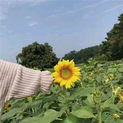 妖怪记录手游(暂未上线)v1.0 安卓版